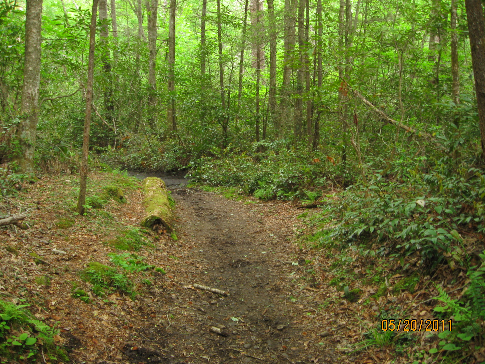 Cataloochee Fork Trail, junction with Boogerman trail