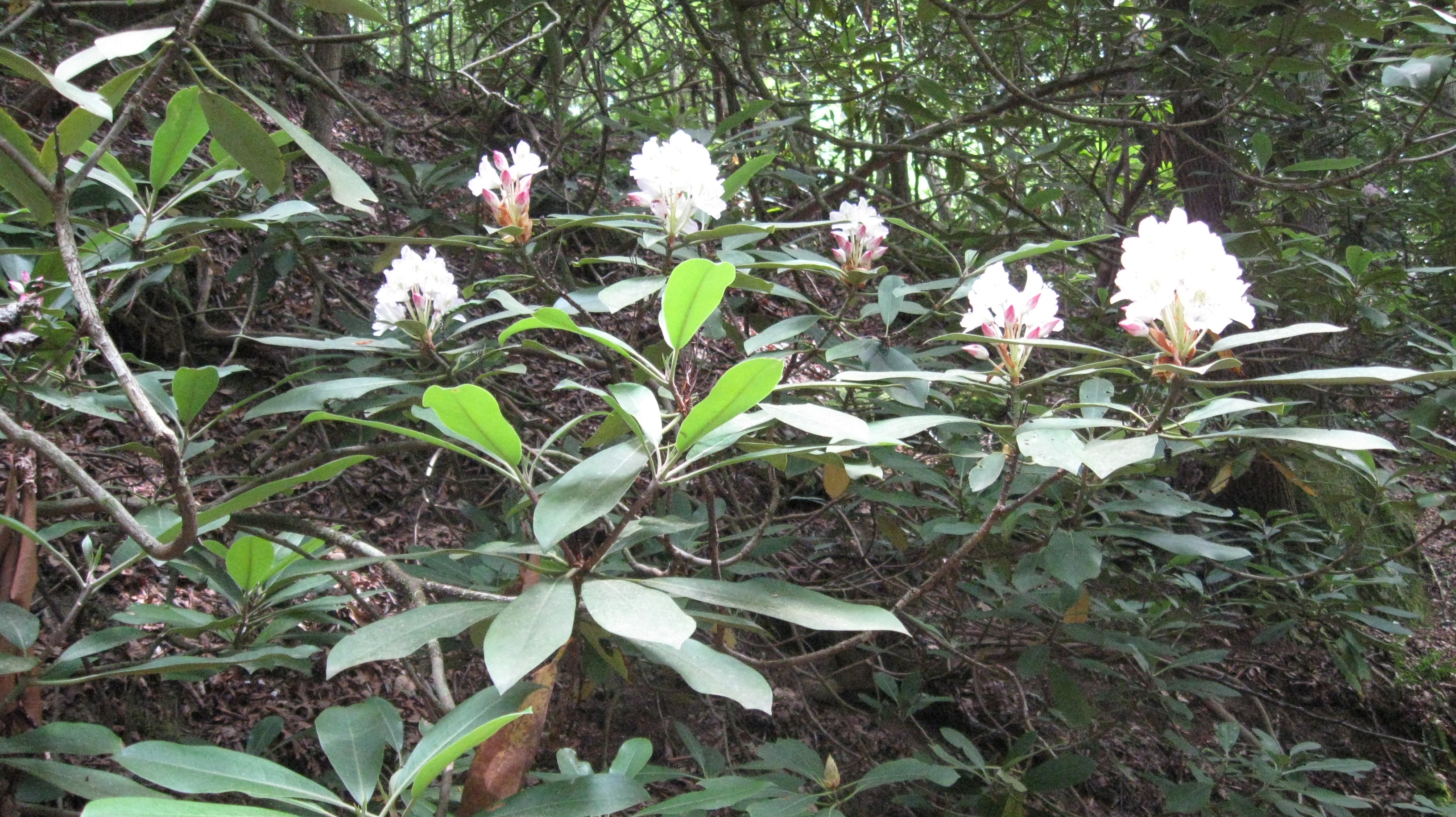 Chestnut Branch - rhododendron